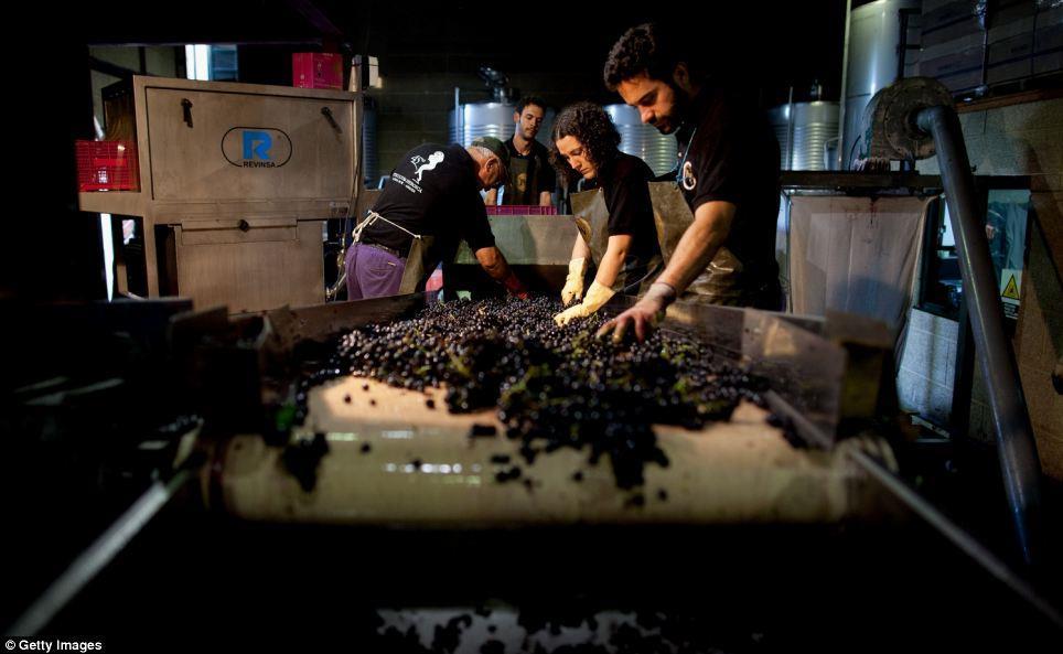 Once the grapes are back at the winery more workers sort through them on a conveyor belt to remove any spoiled or unripe ones before they are juiced Jose Ramon pushes grapes down inside a barrel
