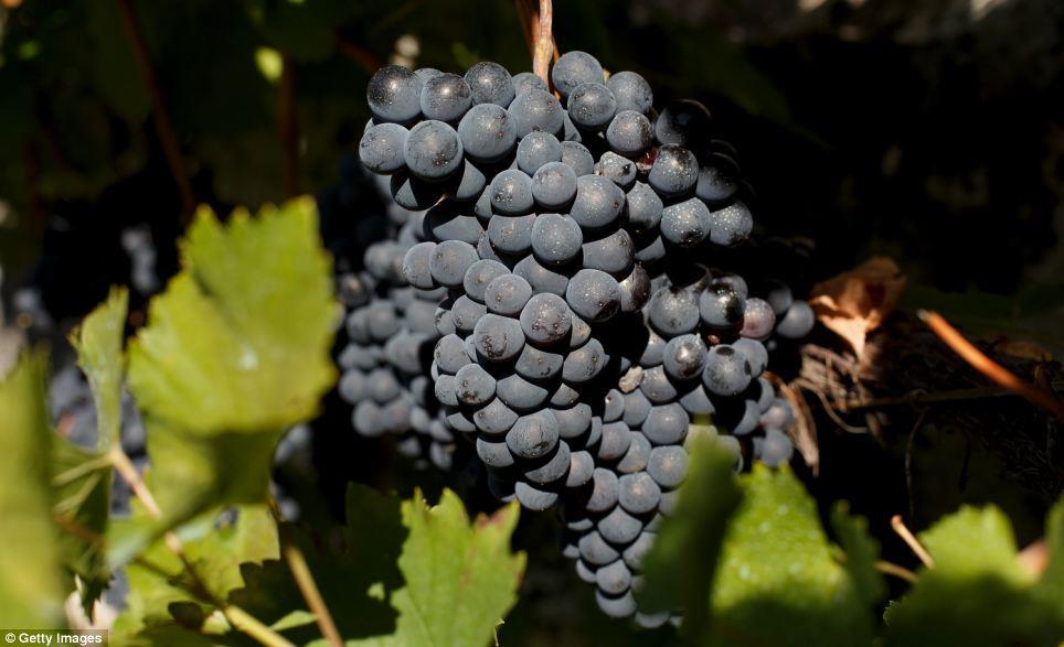Burgundy In total 13 varieties of grape are grown in the