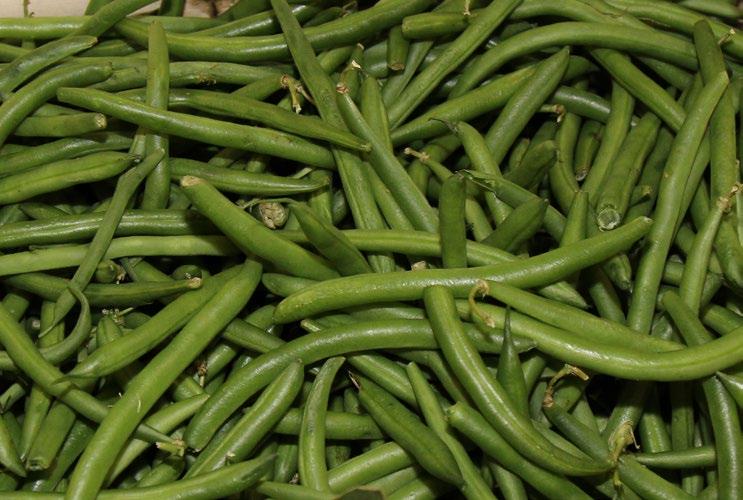 march 31 - april 7, 2017 MARKET NEWS 13 17 FOUR SEASONS PRODUCE CV GREEN BEANS Good News! Green Beans are plentiful this week with nice quality and lower pricing.