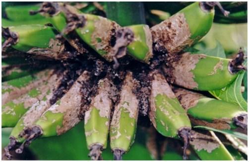 Pests, disease and deficiencies Banana scab moth If plants are