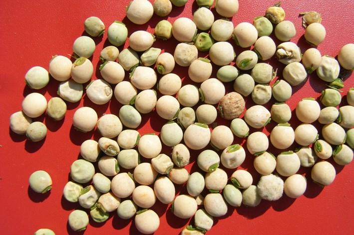 Iron for healthy blood Pigeon pea Iron is important in our blood.