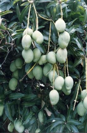 Mango Fruit and nut