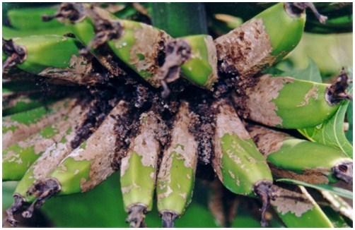 Pests, disease and deficiencies Banana scab moth Plants that are