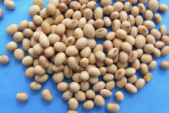 Protein foods Soybean Food