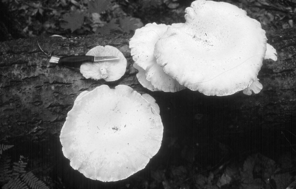2004 THE MICHIGAN BOTANIST 75 FIGURE 6. Pleurotus dryinus (Pers. ex Fr.) Kummer; hmc-02-012; on downed aspen log, where it causes a white-rot decay. Pulveroboletus ravenelii (Berk. & Curt.) Murr.