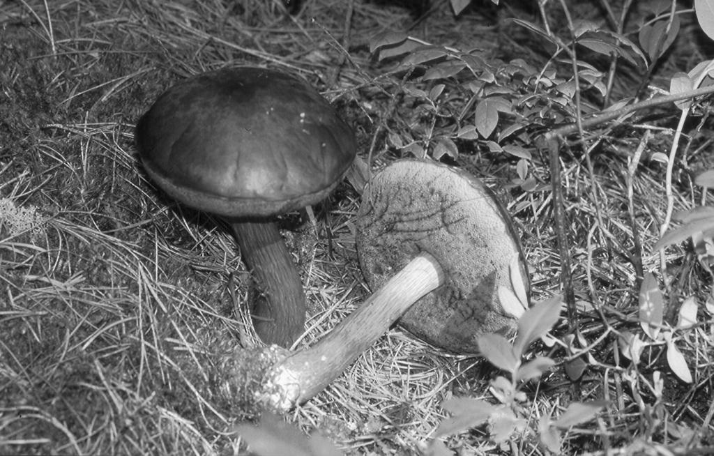 70 THE MICHIGAN BOTANIST Vol. 43 FIGURE 2. Boletus projectellus Murrill; hmc-03-017a; 17 Aug 2003, in lowland forests among jack pines and red pines, with which it is mycorrhizal.