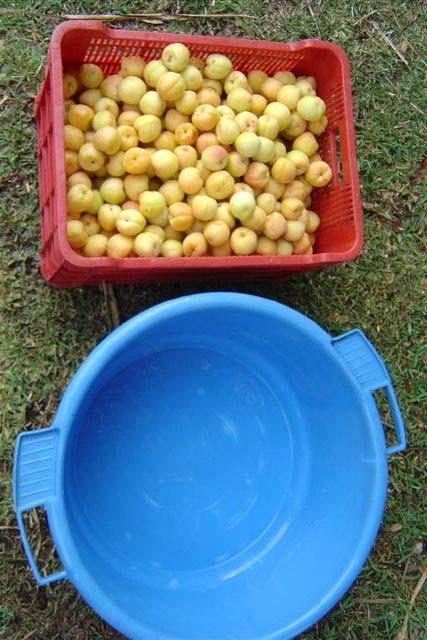 Drying After washing your fruit, place in a crate to allow the water