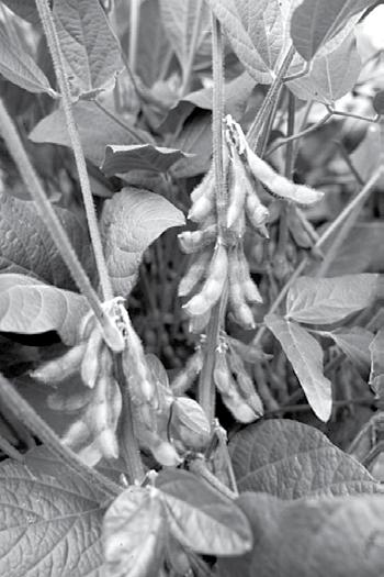Visit the Louisiana Soybean Information Center www.lsuagcenter.