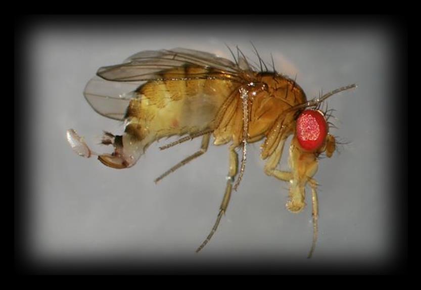 Spotted Wing Drosophila Joyce