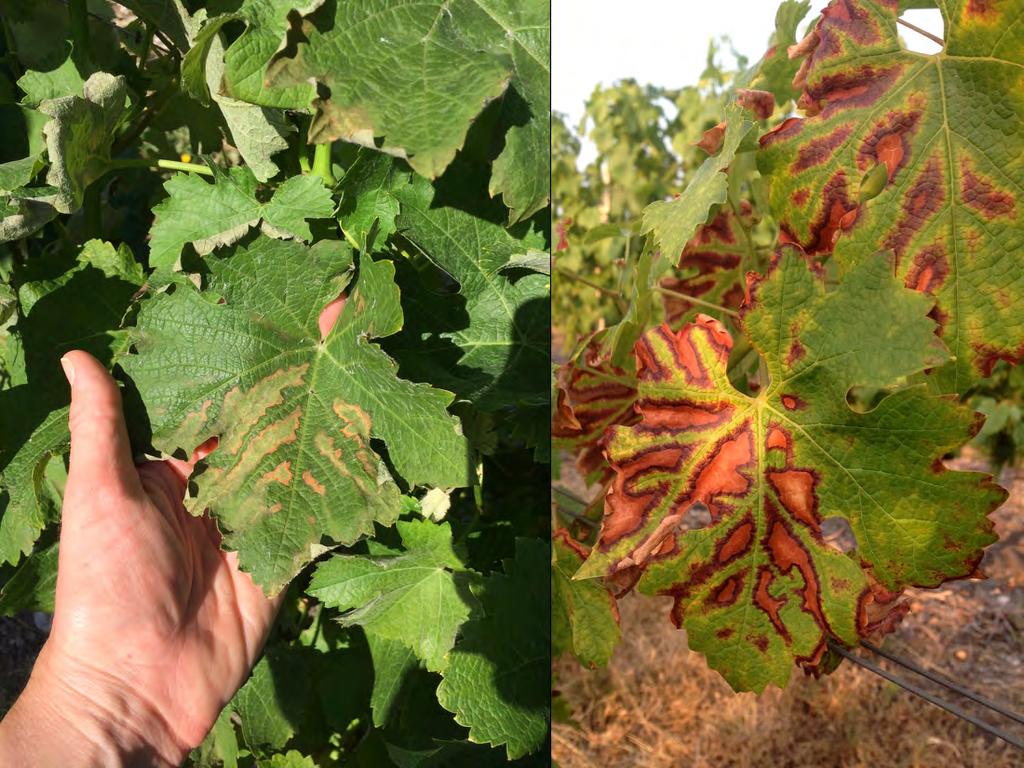 The leaf symptoms of Esca first appear as a faint drying at the margin and in