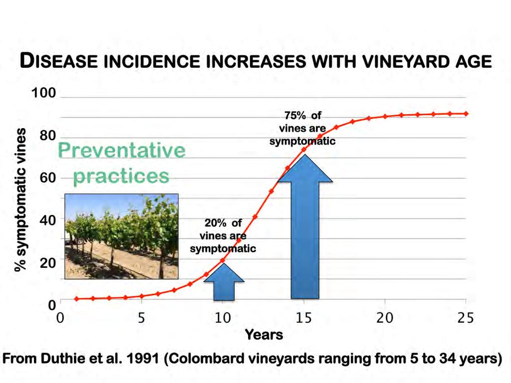 The earlier in the vineyard s lifespan you start preventing trunk diseases, the less steep this increase will be as the vineyard matures. None of the practices are 100% effective each year.