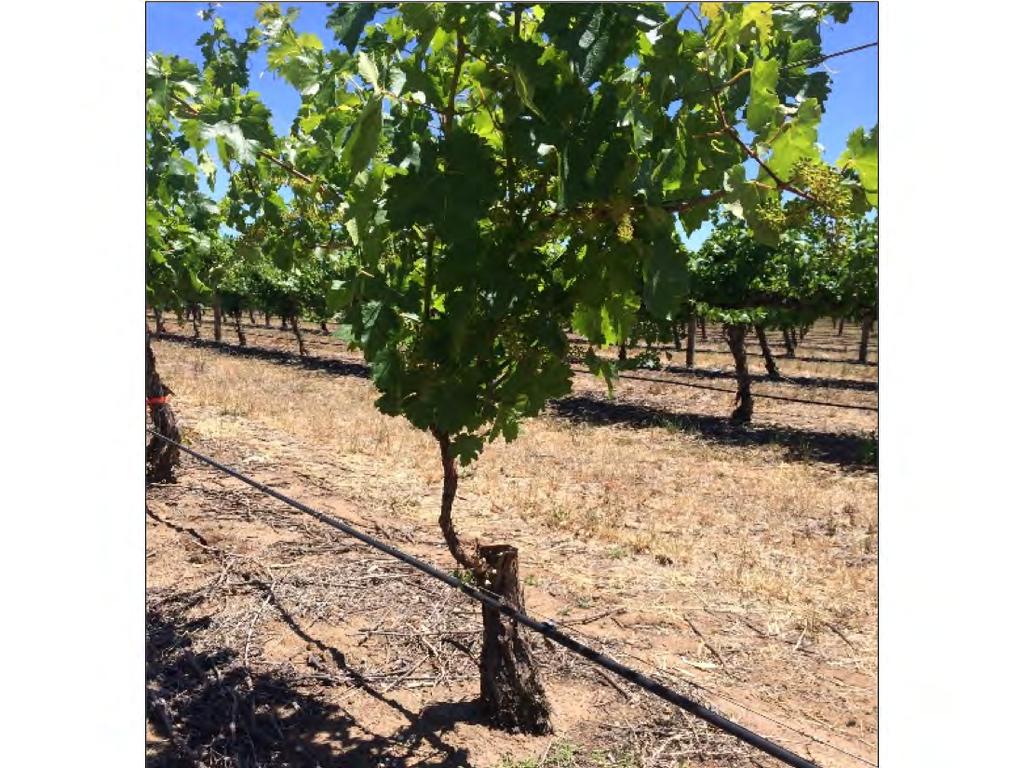 If more than one cordon has canopy symptoms, the entire vine can be retrained from a sucker at the base of the trunk.