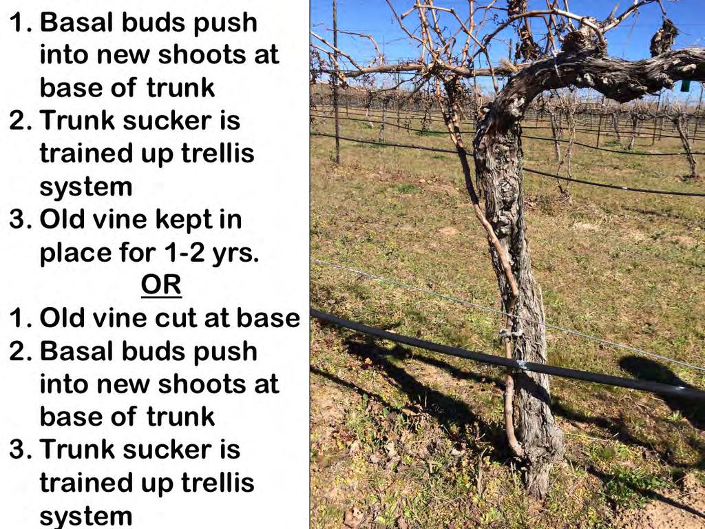 If a trunk sucker forms, it can be advantageous to train the new vine with the existing vine in place, a practice similar to trunk renewal, which is used in cold climates to replace trunks lost to