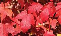 Acer platanoides Crimson King CRIMSON KING NORWAY MAPLE Star shaped deep maroon leaves retain color throughout the season.