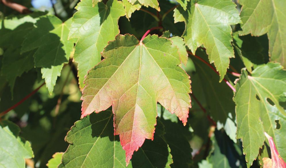 Refined form of the best Acer rubrum cultivars combined with the faster growth rate of Acer x freemanii.