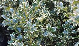 ELEGANTISSIMA BOXWOOD Green leaves with creamy white margins.