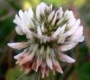 -White Clover Recipe White and red clover are nutritious and highly edible. The flowers are full of protein and can be dried to make nutritious flour.