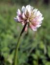 -White Clover Recipe White and red clover are both nutritious and highly edible. The flowers are full of protein and can be dried to make nutritious flour.