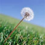 -Dandelion Recipe Dandelions have a variety of medicinal uses and provide several vitamins and nutrients for the body.