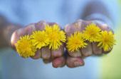-Dandelion Recipe Dandelions have a variety of medicinal uses and provide several vitamins and nutrients for the body.