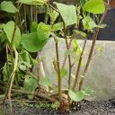 -Japanese Knotweed Recipe Japanese Knotweed is an excellent source of vitamins A and C as well as nutrients like potassium.