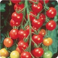 Tomato Continued HERBS and