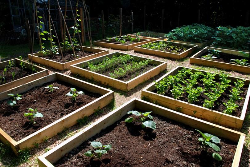 The benefits of gardening are too numerous to list, but access to healthy, low-cost, organic fruits and veggies is of great use to households on a