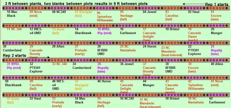 Figure 2.1. Field Layout showing Genotypes, Berry color (indicated by font color) and blocks, which are the same as the replications. Table 2.1. Species, Berry Color and Fruiting Season for all Genotypes Studied Genotype Species Berry Color Fruiting Season Anne R.