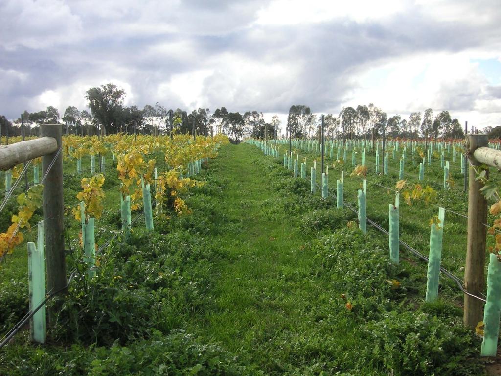 The Australian Wine Effects of Vine Quality - Good and Poor Vineyard