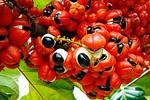 Energy drinks and AF Guarana Paullinia cupana, P. sorbilis also known as Brazilian cocoa and Zoom Guarana is the plant having the highest caffeine content in the world.