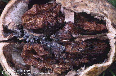 damage characteristics in walnut