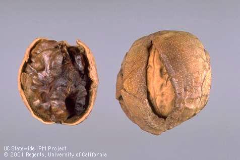 Botryosphaeria-infected walnuts.