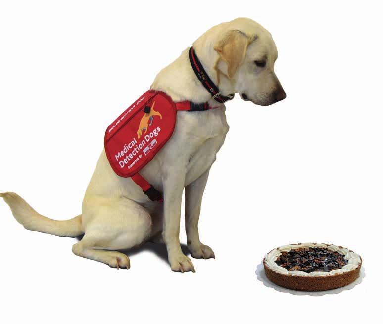 Rise to the challenge by taking part in a and help raise lots of dough for Medical Detection Dogs.