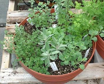 Growing Culinary Herbs in Central NC Charlotte