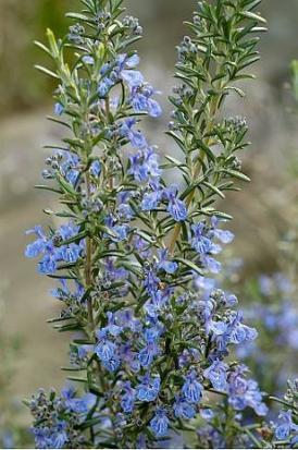 Mediterranean Herbs Many common perennial culinary herbs Rosemary, Sage, Thyme, Oregano Require full sun, excellent drainage Low fertility, ph 6.
