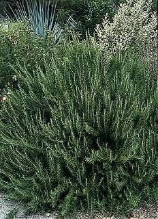 Rosemary Rosmarinus officinalis Tough, evergreen shrub Sun,