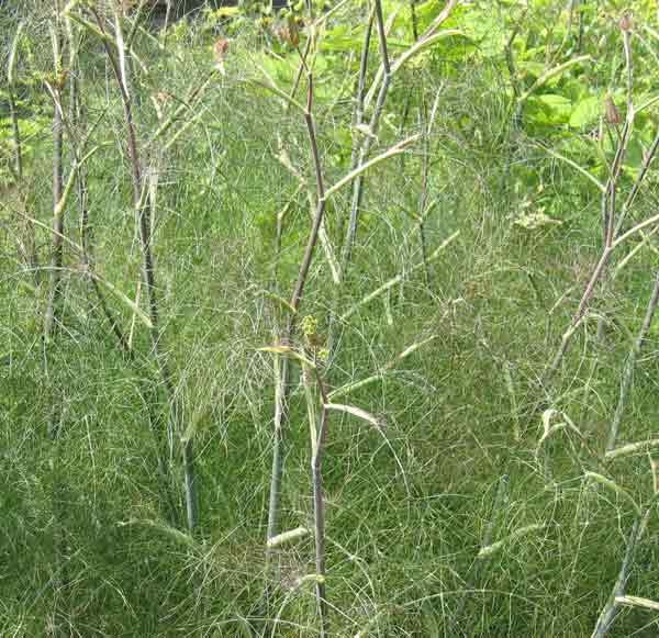 Fennel Foeniculum vulgare Perennial parsley
