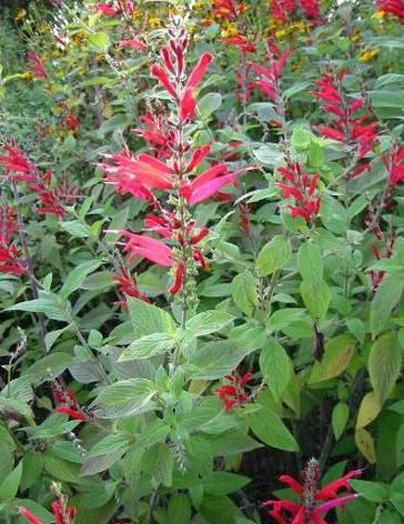 Other Perennial Herbs Pineapple Sage Salvia elegans Very easy sun to