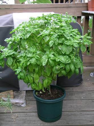 Basil Ocimum basilicum Warm Season Grower Do not plant out too early Easy from cuttings or seed Successive sowings Can