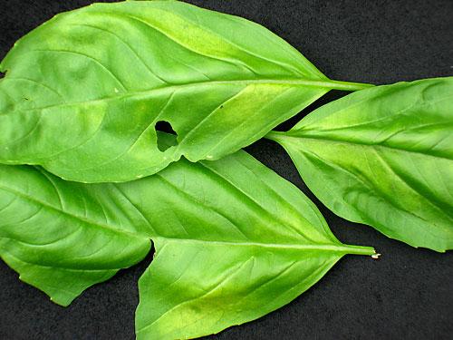 Basil Downy Mildew New disease first recorded in NC 2009 This strain only effects