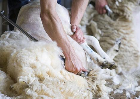 it, spin it and then knit it into things we want to wear. There are many sheep living in Australia.