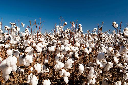 Cotton grows on a plant called cotton plant.