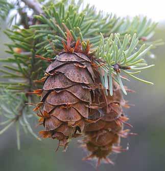 Calendar 2015 Cones of Firs & Pines Native to the Pacific NW From The Wild Garden: Hansen s NW