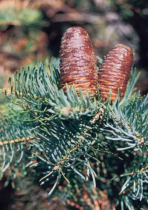 Abies concolor Commonly called White