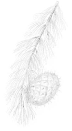 Pinus longaeva Commonly