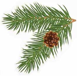 Calendar 2015 Cones of Firs & Pines Native to the Pacific NW From The Wild Garden: Hansen s NW Native Plant Database