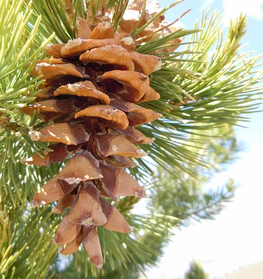 Pinus flexillis Commonly