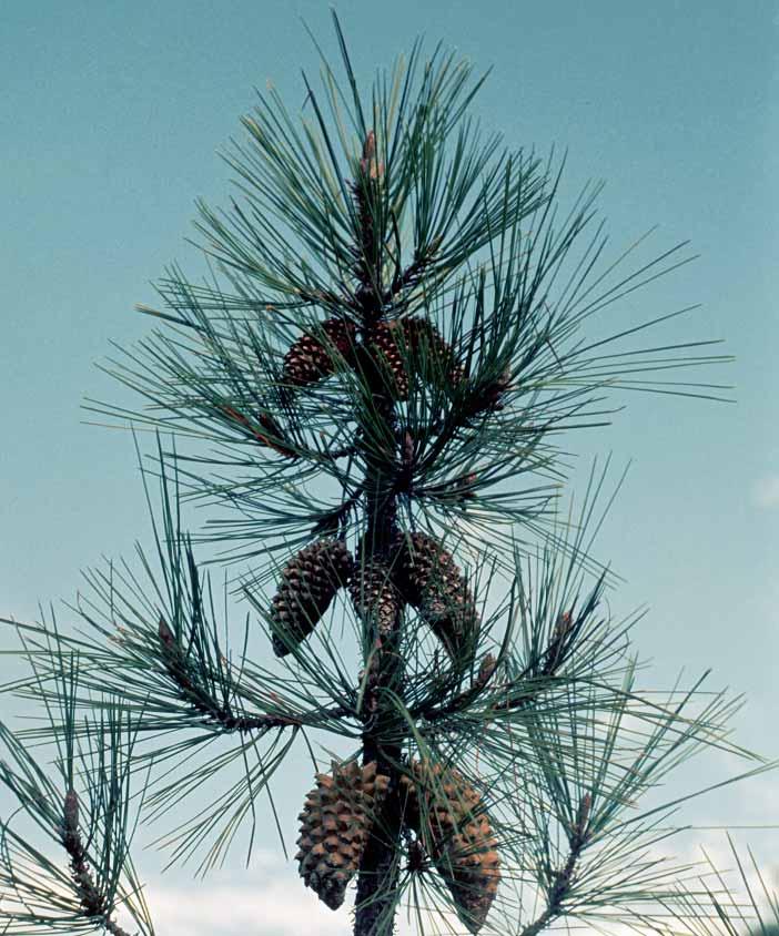 Pinus attenuata Commonly called Knobcone Pine