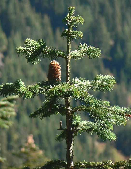 Abies amabilis Commonly called