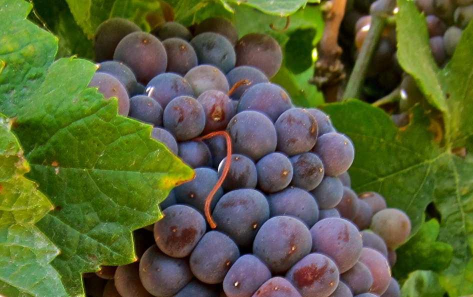 Grapes using New Reduced-risk